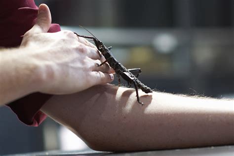 Are Walking Sticks Dangerous To Humans at Lori Francois blog