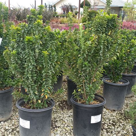 Euonymus japonicus 'Green Spire' - Mid Valley Trees