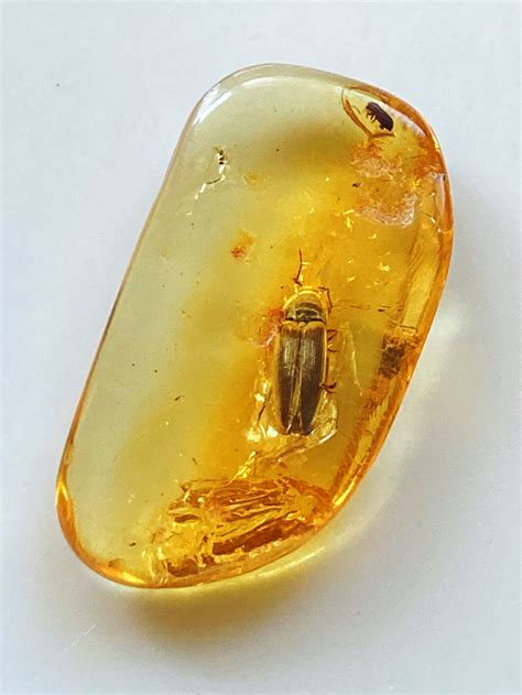 Insects in Amber