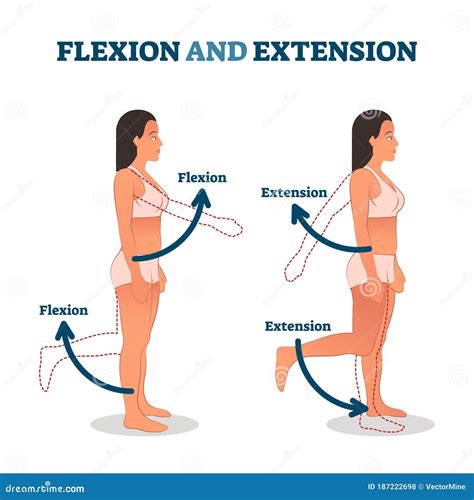 Image result for Extension Muscle Movement