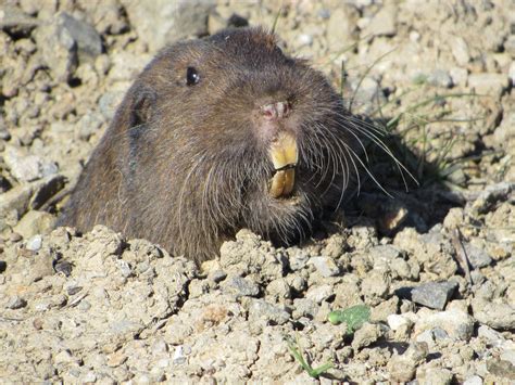 Picture Of A Gopher