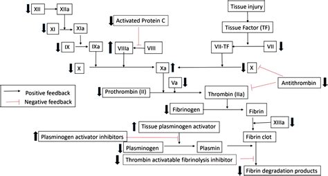 Clinical Considerations of Coagulopathy in Acute Liver Failure