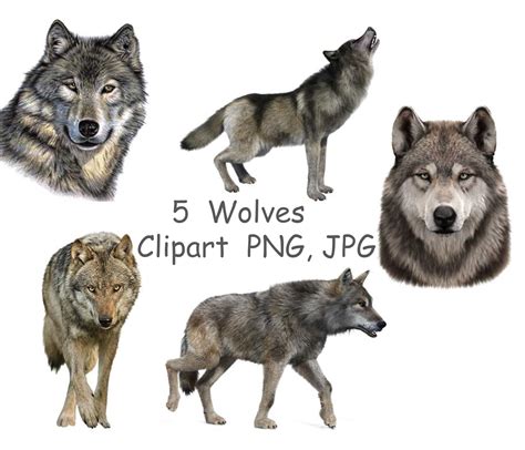 Wolf Clipart PNG Realistic Wolves Clip Art Printable Wolf - Etsy