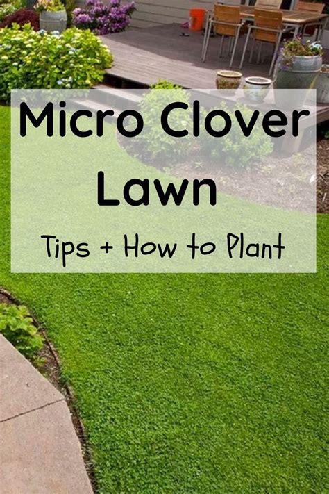 Microclover Lawn 的图像结果
