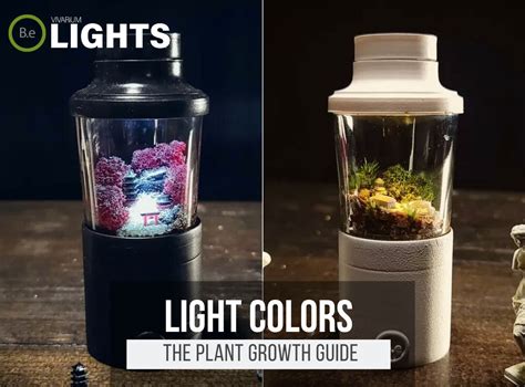 How Does Light Affect Plant Growth Cer at Ali Lemmone blog