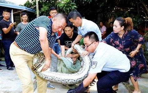 实拍：福建莆田市派出所遭大蟒蛇“拜访” 消防员捕蛇器精准抓捕_蛇器_莆田市_福建