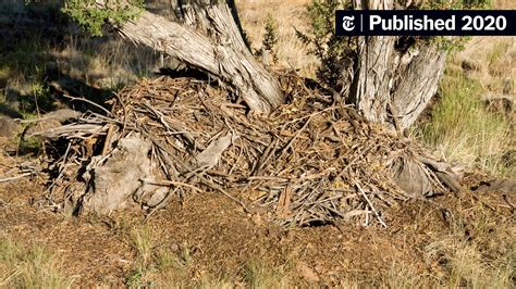 Reading the Past in Old, Urine-Caked Rat’s Nests - The New York Times