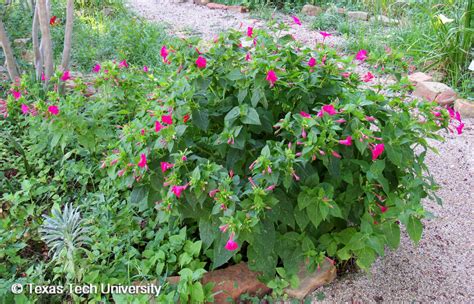 How to Grow Four O’Clocks: Expert Tips for Vibrant Blooms – My Indoor Flora