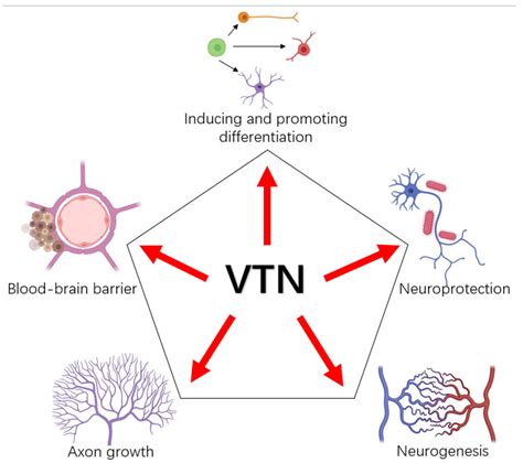 Role of Vitronectin and Its Receptors in Neuronal Function and ...