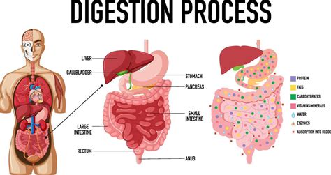 Digestion Process 的图像结果