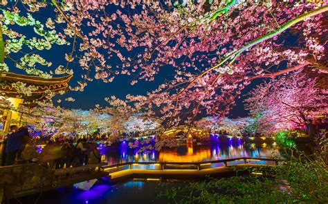 无锡太湖鼋头渚国际樱花节开幕，赏樱渐入佳境_游客