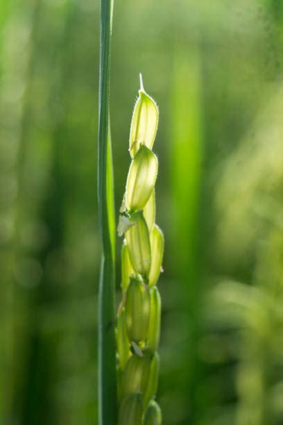 Rice Weevil 的图像结果