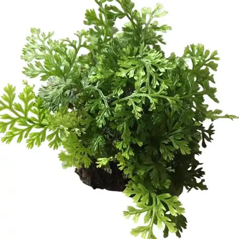 Mini Bolbitis Fern – Foliages.in