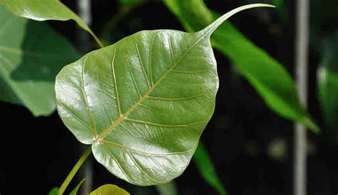 Organic Peepal Leaves – GreenDNA® India