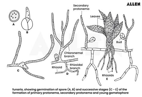 Funaria: Characteristics, Reproduction and Life cycle