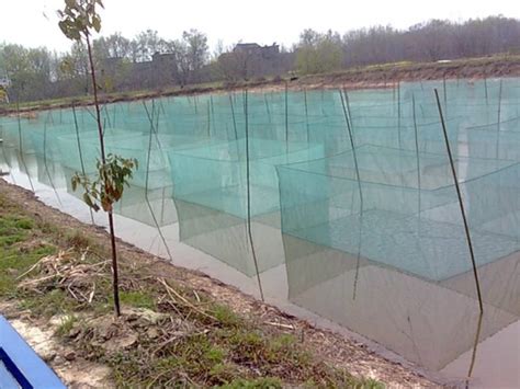 Image result for Netting Fast Fish Between Tanks