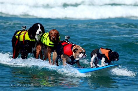 Image result for Overloading Function of Area in Java