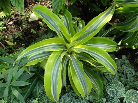 Dracaena Fragrans (Corn Plant): Care & Growing Guide