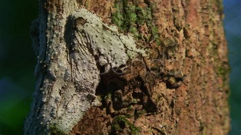 Leaf Tailed Gecko Camouflage