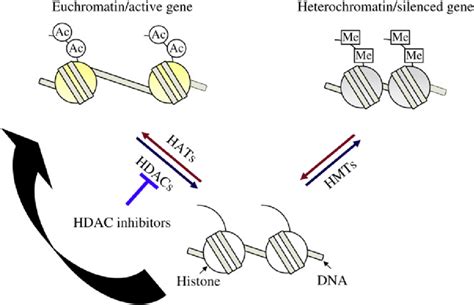 Image result for Modification of Histone Tails