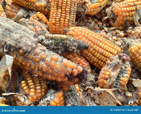 Corn Rot,the Fungi a. Flavus and a Stock Photo - Image of meal, kernels ...