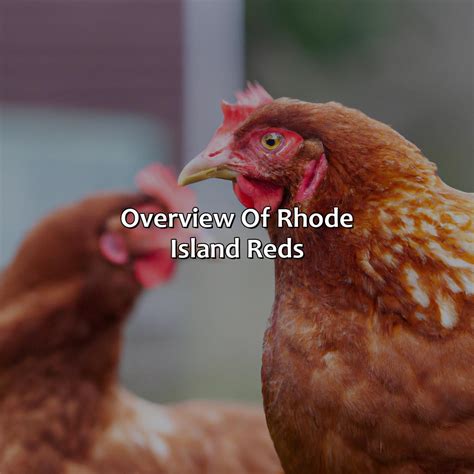 What Color Eggs Do Rhode Island Red Hens Lay at Elizabeth Hood blog