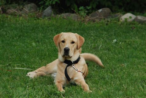 Golden Retriever Mix Lab - eine perfekte Mischung aus zwei beliebten ...