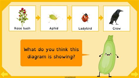 Food Chains KS2 Lesson Packs and Information | PlanBee