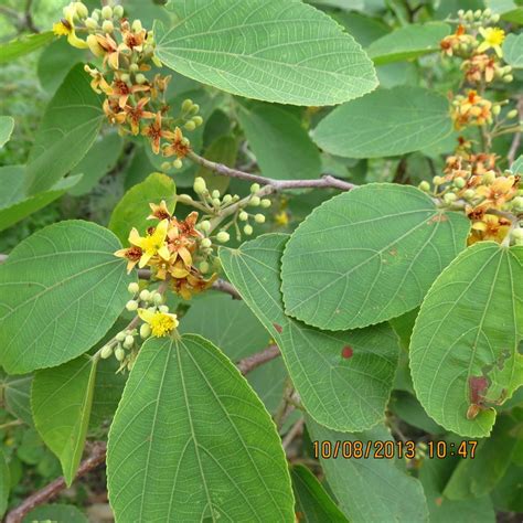 Best Nursery in Kadiyam with Popular Tiliaceae Plants — Mahindra Nursery