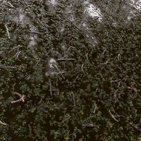 Swamp Ground Texture 的图像结果