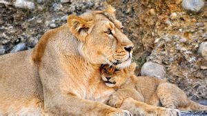 Lioness wallpapers hd, desktop backgrounds, images and pictures