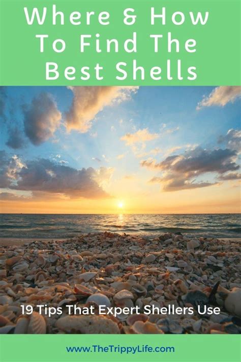Finding Sea Shells 的图像结果