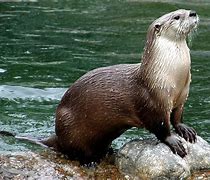 Image result for otter