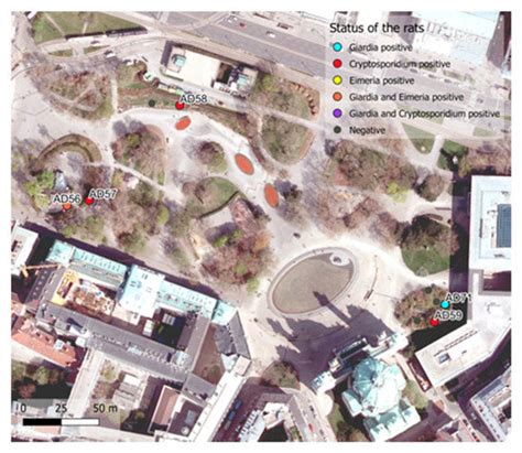 Surface Waters and Urban Brown Rats as Potential Sources of Human ...