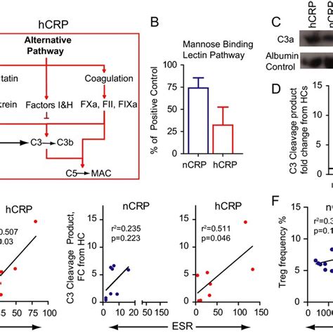 Image result for Alternative Complement Pathway