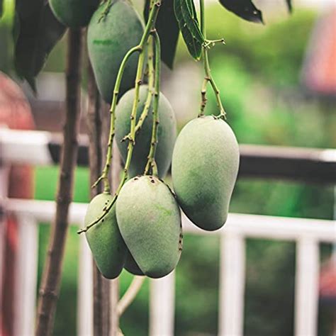 Mango chausa plants : Amazon.in: Garden & Outdoors