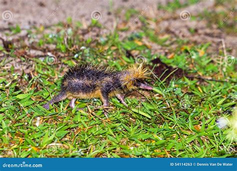 The Lowland Streaked Tenrec Stock Image - Image of jungle, rainforest ...