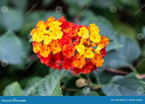 Small Flowers Red, Orange, Yellow in Green Backgroud Stock Photo ...