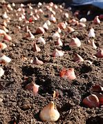 Image result for Planting Tulip Bulbs