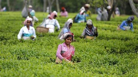 Pabhojan Gold, a rare Assam tea, sold for Rs 1 lakh per kg - BusinessToday