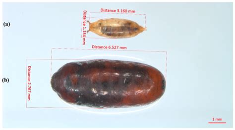 Ability of Muscidifurax raptorellus and Other Parasitoids and Predators ...