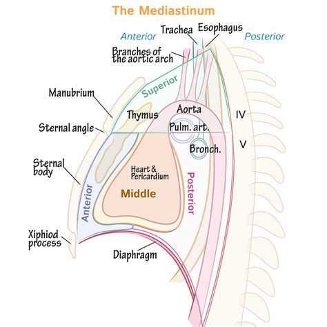 Borders Of Mediastinum