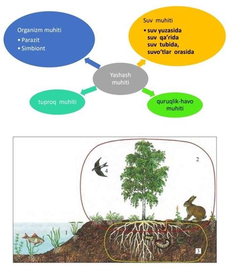 Yashash muhiti va omil — Teletype
