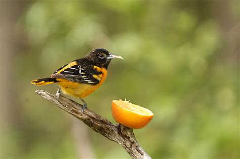 Image result for Class 10 Science Chapter 8 by Success CDs