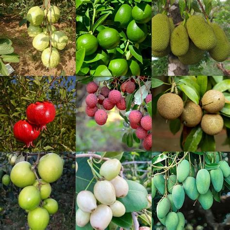 Golden Bloom 9 Types Of Grafted And Hybrid Fruit Plants Combo (Pack Of 9 Types Fruits Plants ...