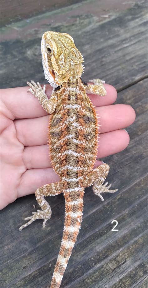 Orange - Bearded Dragon Traits - Morphpedia