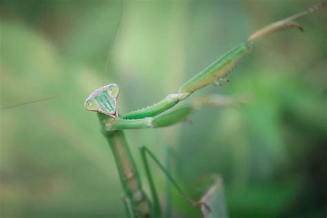 Do Praying Mantis Bite? - 5 Best Facts About Praying Mantis