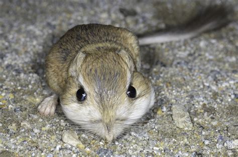 Definitive Guide To Merriam's Kangaroo Rat Facts, Habitat, Conservation ...