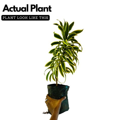 Song Of India (Dracaena Reflexa) - Ornamental Live Plant (Home & Garde ...