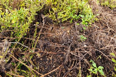 Image result for Signs of Root Rot in Trees